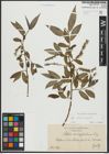 Foto von Salix alba L. x Salix fragilis L.